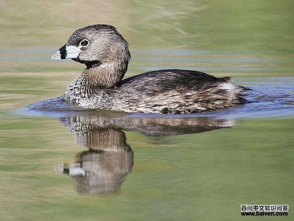 ������G�f��ͼƬ