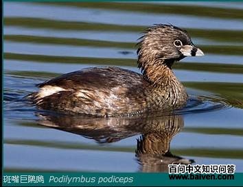 ������G�f