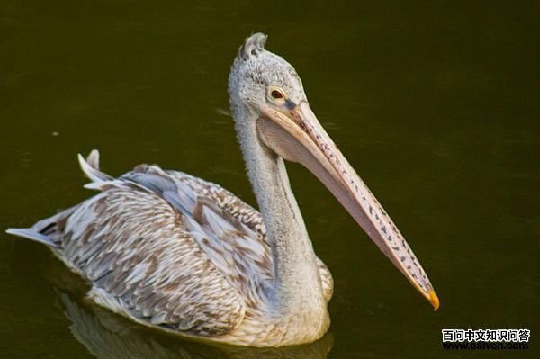 斑嘴鹈鹕 斑嘴鹈鹕的图片