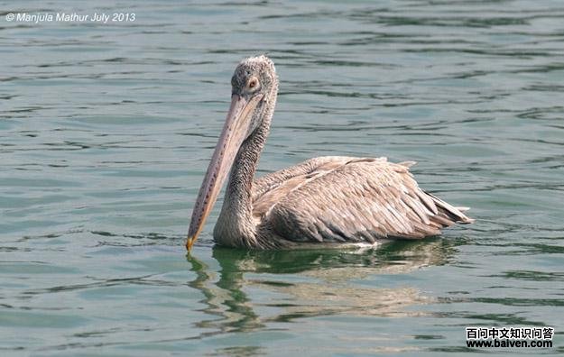 �������ɣ����񣬷Ƿ�ֳ��