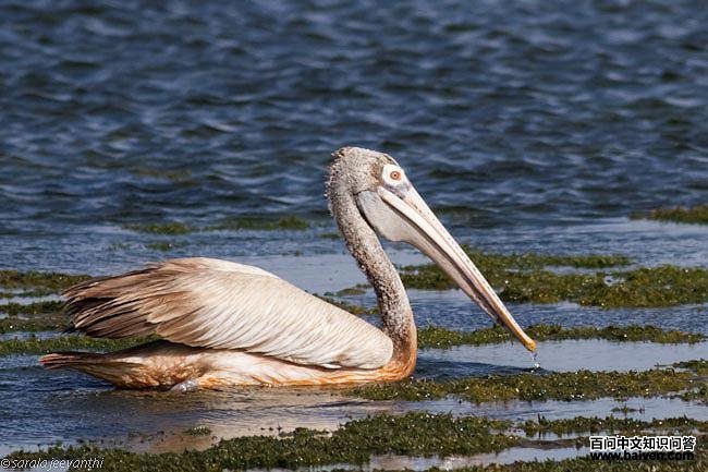 �������ɣ��ǳ���