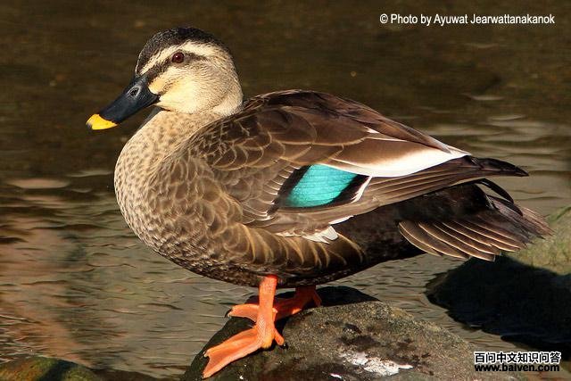斑嘴鸭 斑嘴鸭的图片