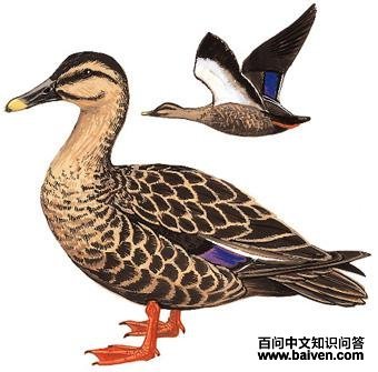 ����Ѽ����̬����ͼ