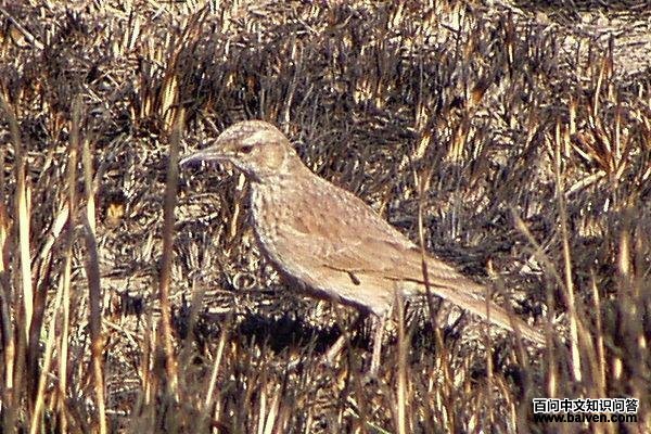 �뾱��������ͼƬ