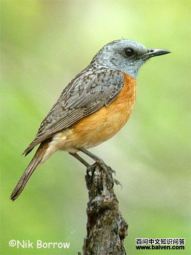 安哥拉矶鸫 安哥拉矶鸫的图片