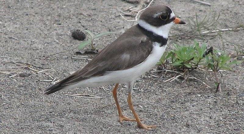 �����a��ͼƬ