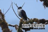 半领鹰 半领鹰的图片