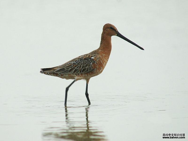 半蹼鹬 半蹼鹬的图片