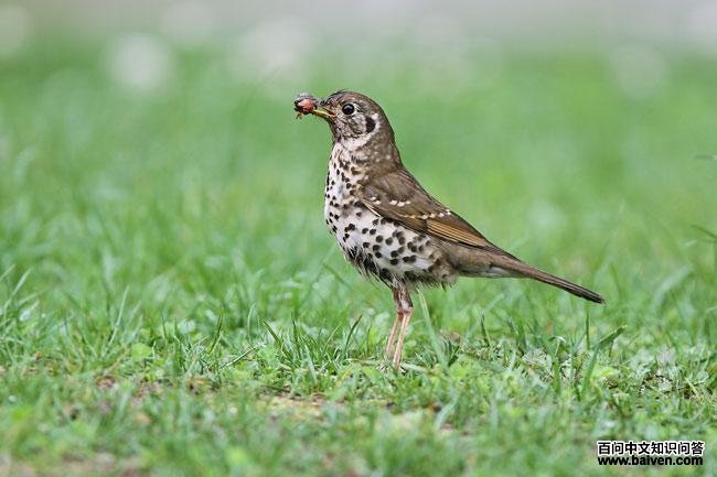 ���˸�𴣺�����Ĵ�