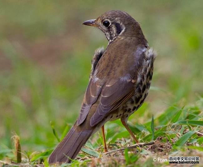 ���˸�𴣺����̨��