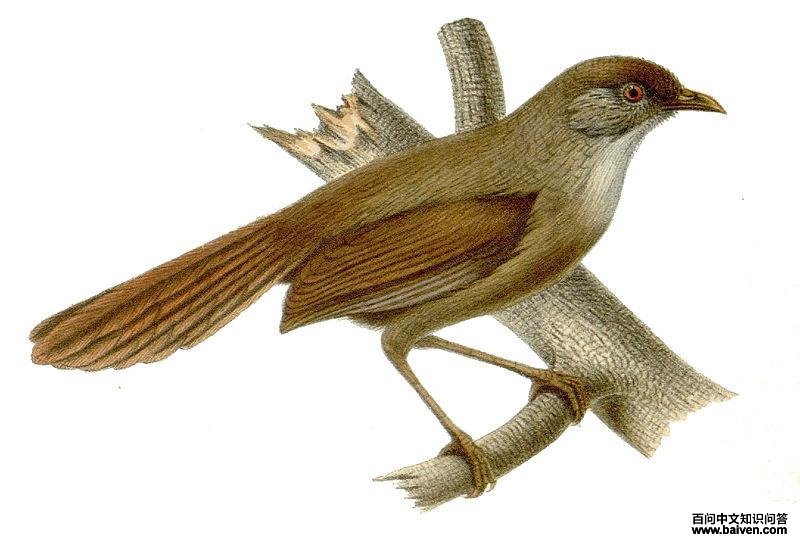 宝兴鹛雀 宝兴鹛雀的图片