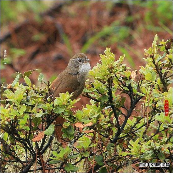 ������ȸ