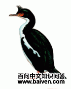 邦岛鸬鹚 邦岛鸬鹚的图片