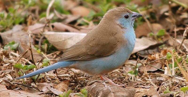 安哥拉蓝饰雀 安哥拉蓝饰雀的图片