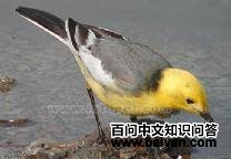 包氏旋木鹎 包氏旋木鹎的图片