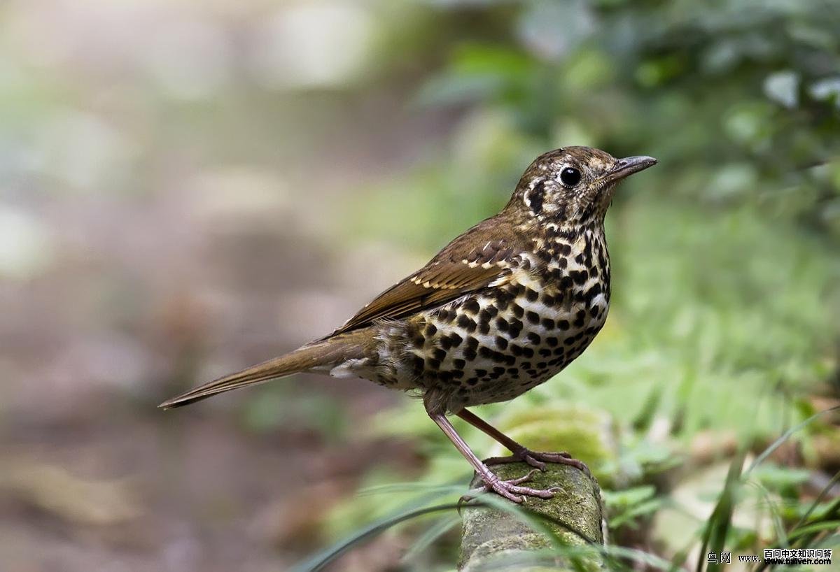 ���˸���ͼƬ