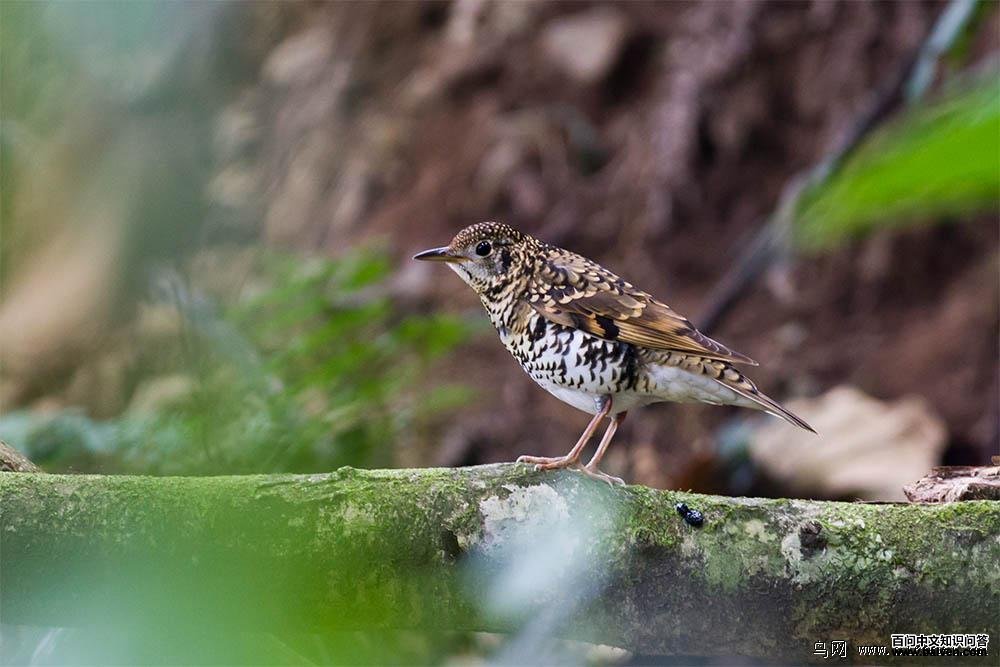 ���ߵ�𴣬����һɮ������2012��12�£��ٻ��롣