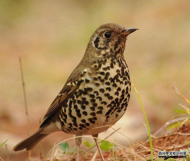 ���˸�𴣺��������