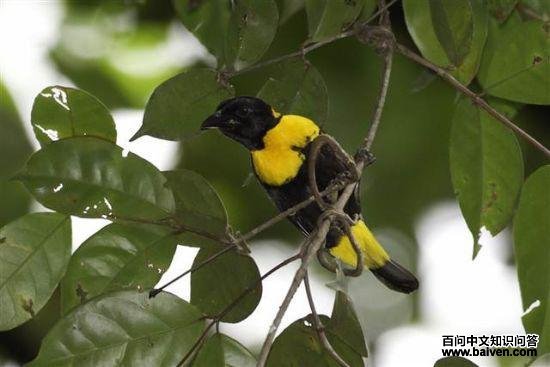 ���Ͼ�֯ȸ��ͼƬ