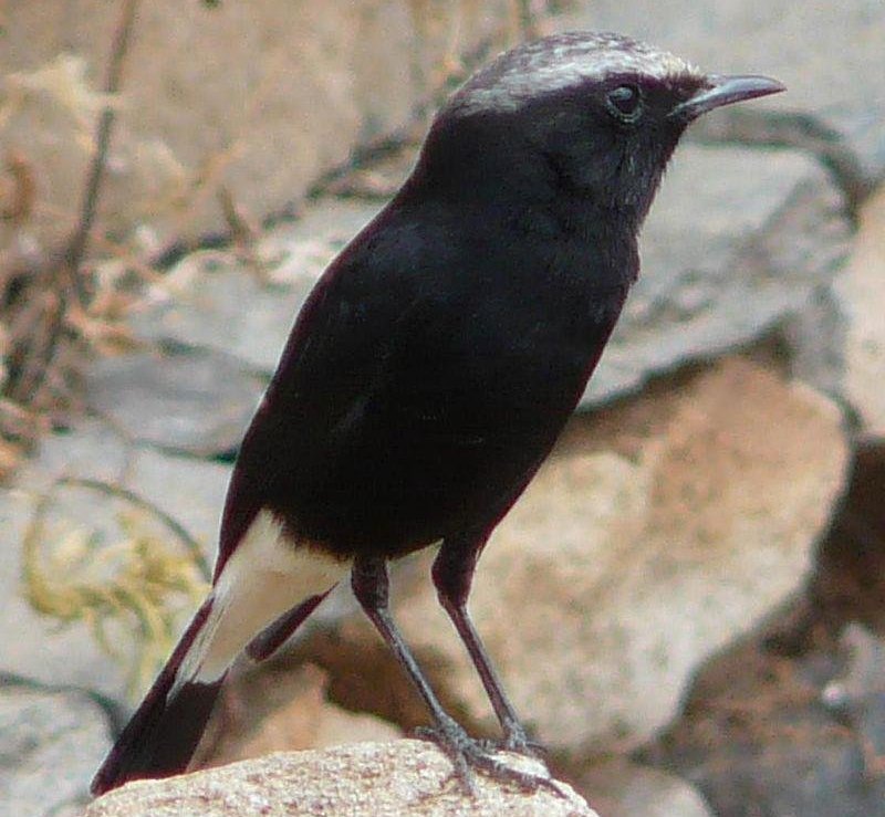 ���S��ͼƬ