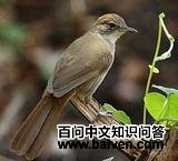 ��ľ����