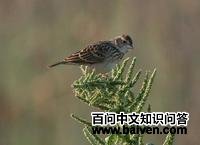 ���Ǹ����