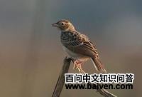 北非歌百灵 北非歌百灵的图片