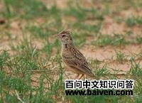 ���Ǹ����