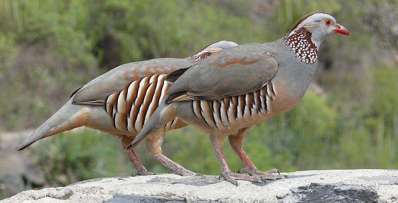 ����ʯ����ͼƬ