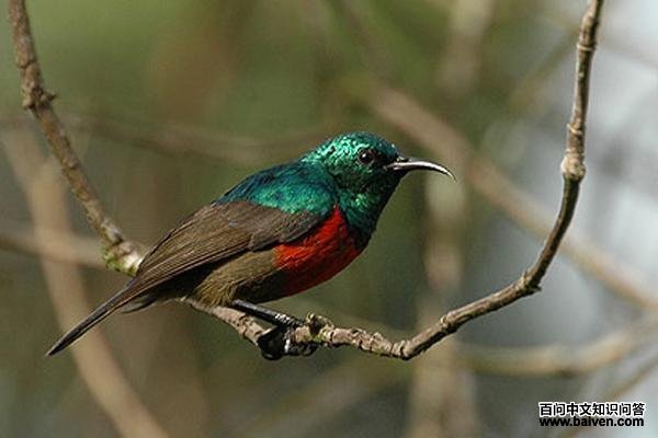 ����˫�컨�����ͼƬ