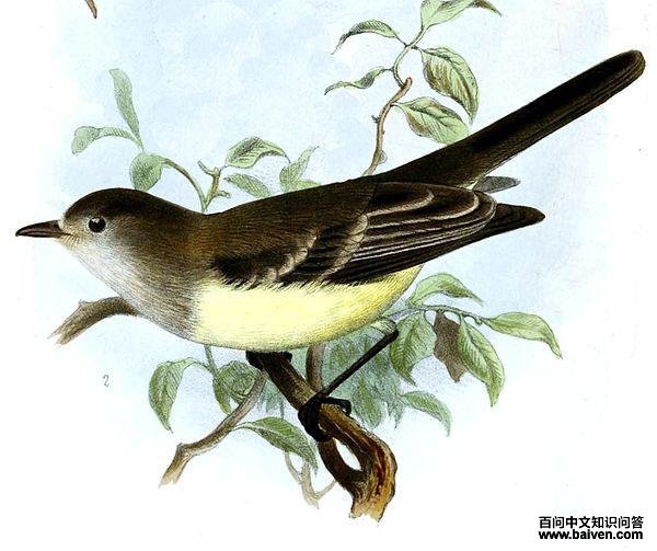 北灌丛霸鹟 北灌丛霸鹟的图片