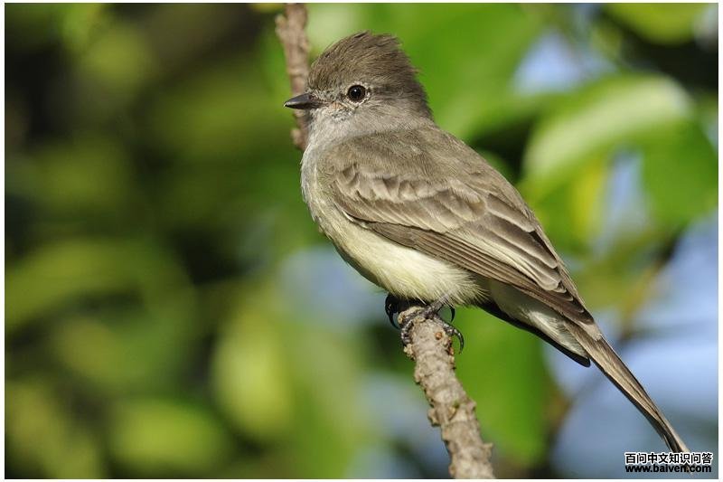 ����԰��l