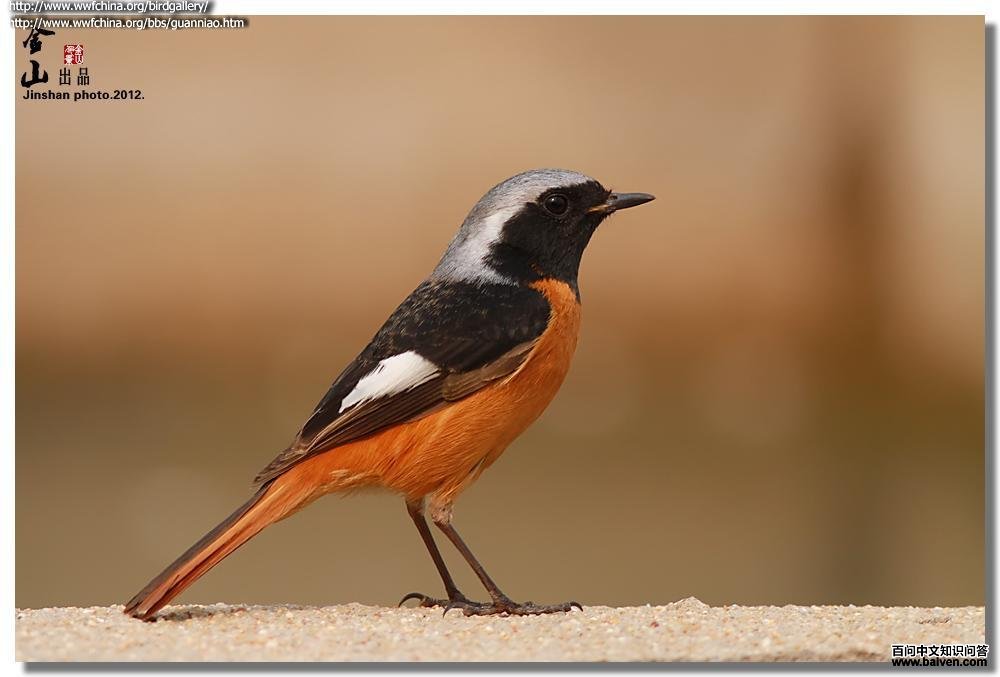 ����β��ͼƬ