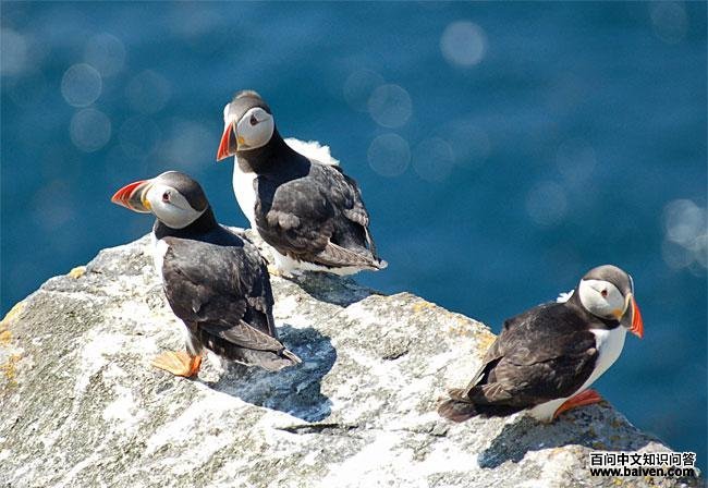 北极海鹦 北极海鹦的图片