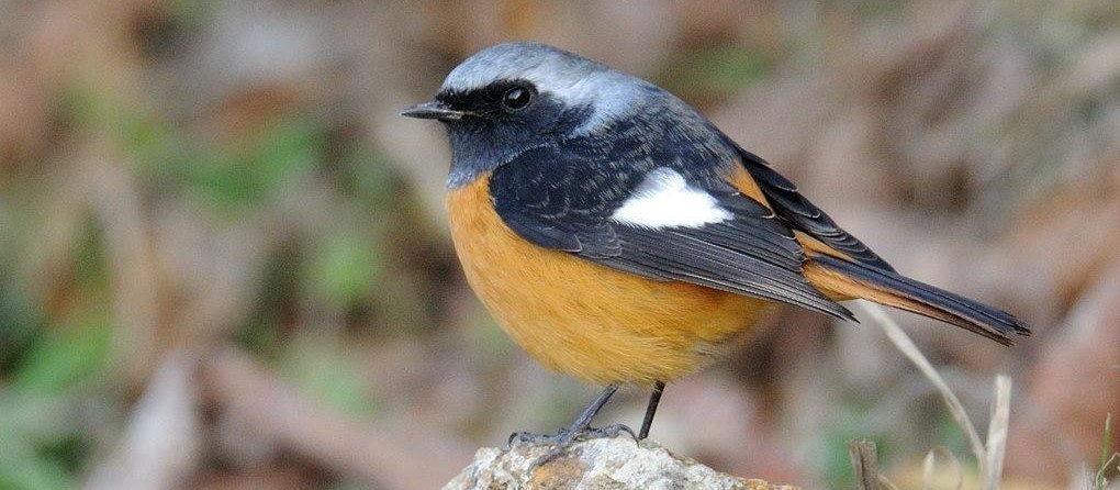 ����β𶣬�������ߣ�CYF��2009��12�¡���ۡ�