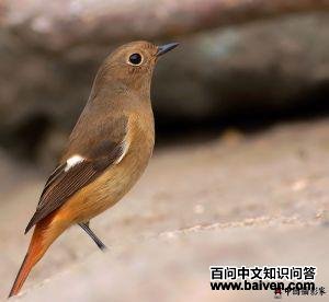 ����β𶣬�������ߣ�����ˡ�