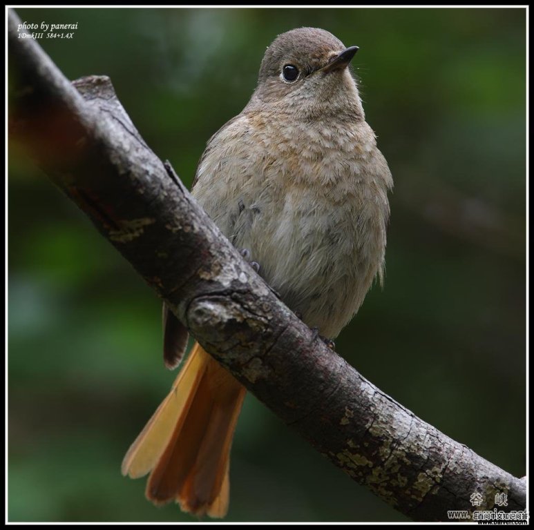 ����β��������panerai