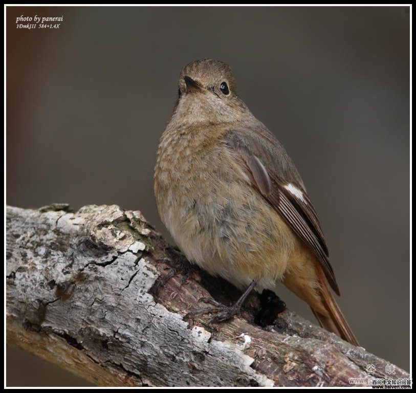 ����β��������panerai