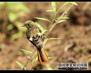 ����β𶣬�ǳ������ߣ���ע������2010��7�¡�