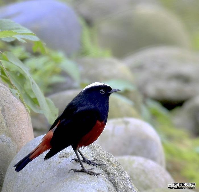 �׶�Ϫ𶡣���ߣ���ˮ��ɽ��2009��11�¡�