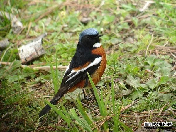 �׺���β𶣬�ֲ������ϵ���������