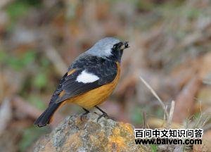 ����β𶣬�������ߣ�CYF��2009��12�¡���ۡ�