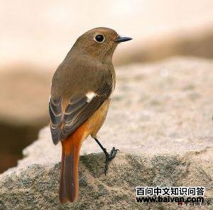 ����β𶣬�������ߣ�����ˡ�