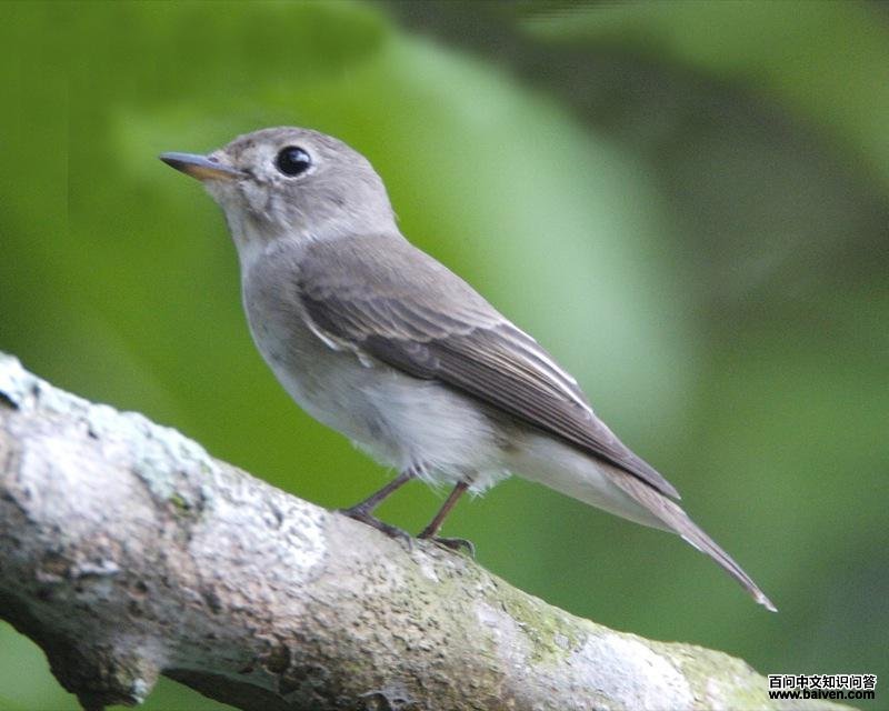 �����l��ͼƬ