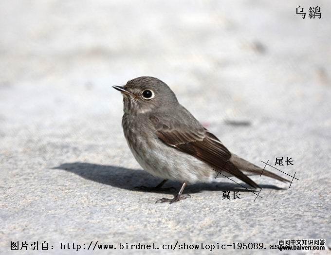 ���l����������β��