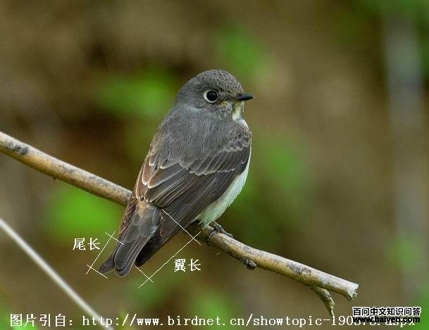 ���l����������β��