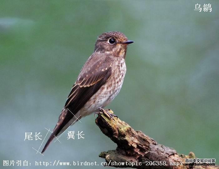 ���l�ǳ�����������β��