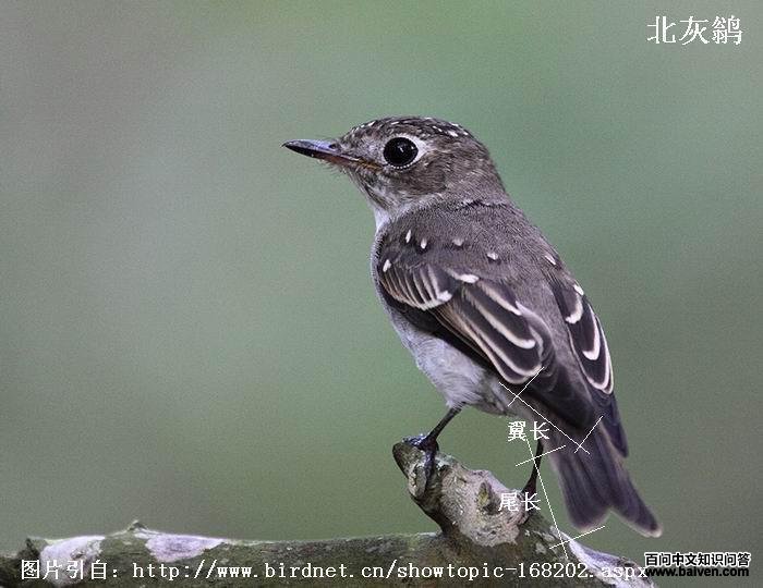 �����l�ǳ�������С��β��