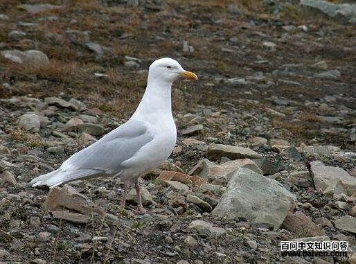 ����Ÿ��ͼƬ