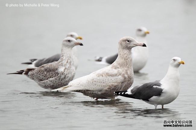 ����Ÿ����һ�������Ա�����Ÿ�����ʹ�